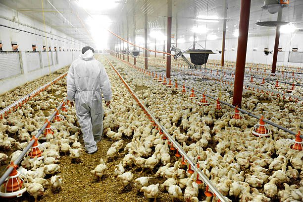 Farm Manager – Poultry (Meat Production) Job in Qatar