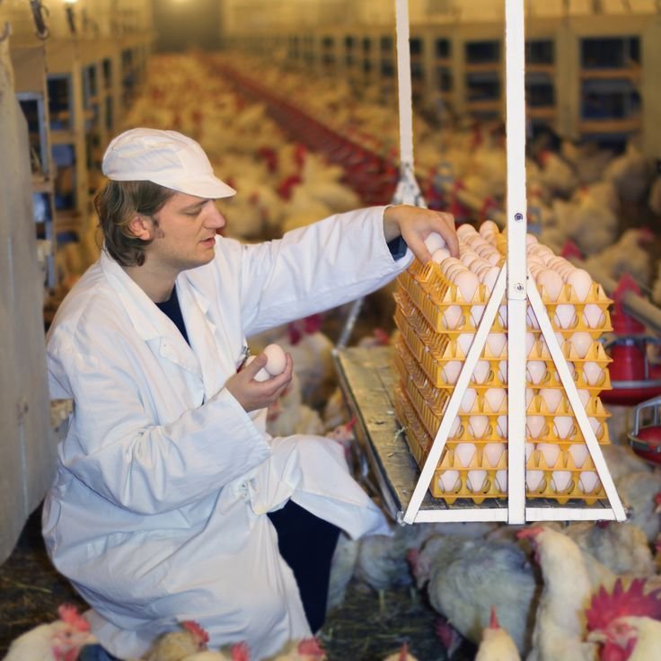 Poultry Farm Worker Job in UK