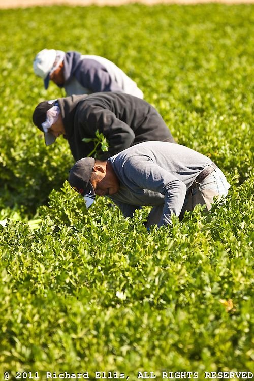 Farm Worker Job in New Zealand