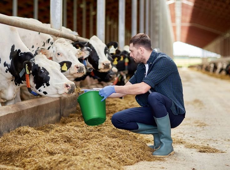 Dairy Farm Labourer Job In Canada