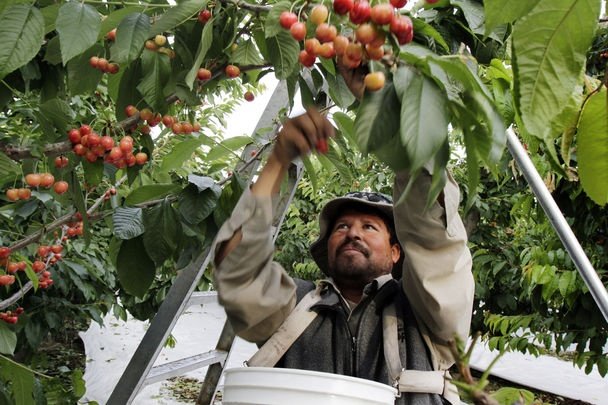 Farm Worker Job In Mexico