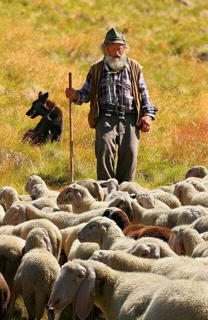 Sheep Dairy Shepherd Job In New Zeland