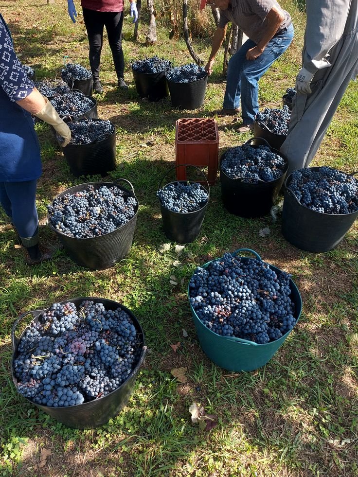 Fruit Pickers Job In Mexico