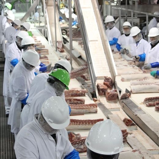 Swine Technician (Sow) Job in Mexico