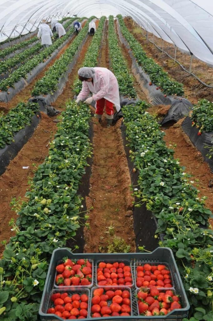 Farm Job in Mexico